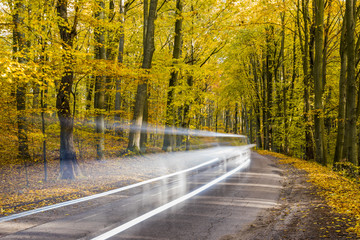 road through the autumn forest, forest in autumnal colors
