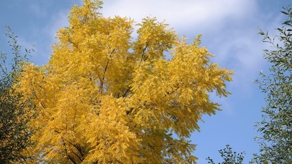 Fototapeta premium tree in autumn