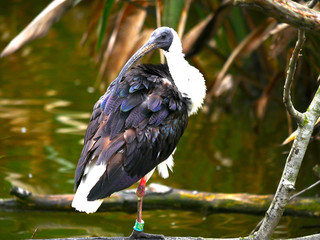 oiseau
