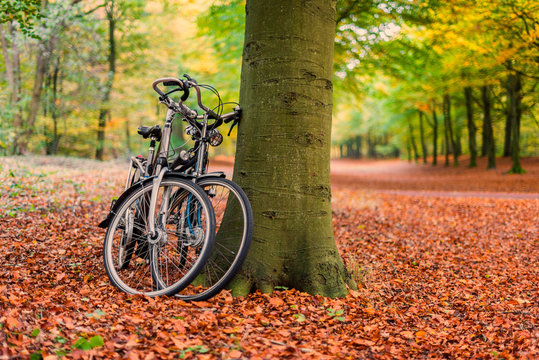 Fototapeta Bicycles against tree in autumn forest scenery