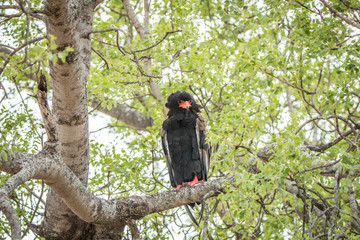 Bateleur sitting in a tree.