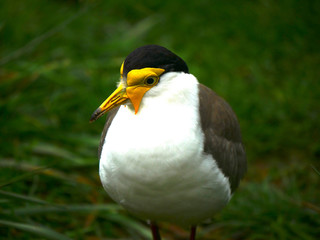 oiseau
