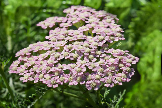 Fototapeta Achillea millefolium Summer Pastels