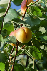 Ripening on a branch of apricot