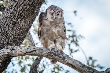 A Verreaux's eagle owl sitting on a branch.