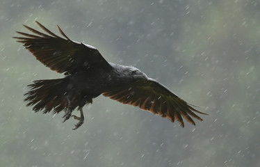Raven (Corvus corax)