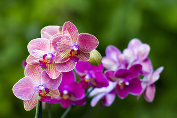 Naklejka na ściany i meble Beautiful pink orchid - phalaenopsis
