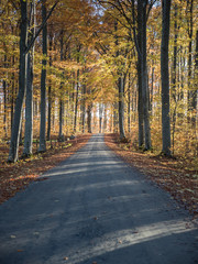 Fototapeta na wymiar Country road surrounded by colorful beech wood in autumn