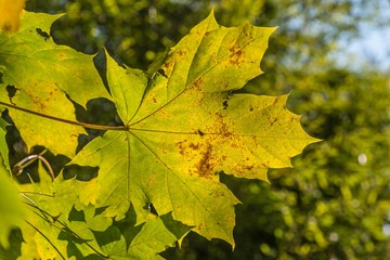 Ahornblätter im Herbst
