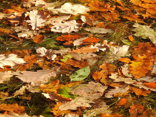 autumn leaves in water