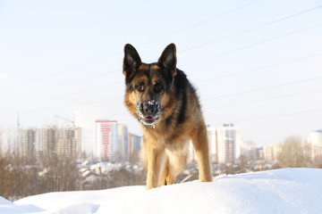 Dog german shepherd in a winter day