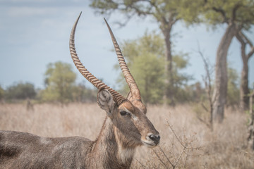 Side profile of a big male Waterbuck.