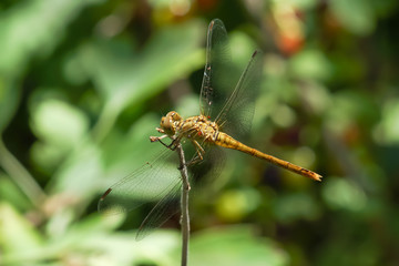 Sympetrum flaveolum