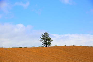 Obraz premium 北海道、美瑛の風景