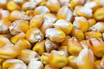 Close up of kernel corn beans.