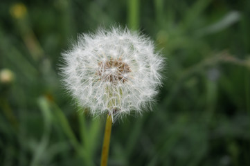 Blowball on green background