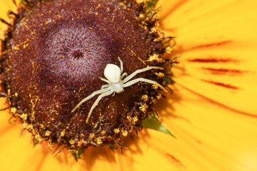 The spider backed on flower of rudbeckia