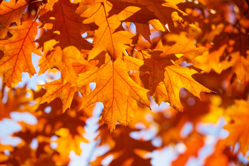 autumn leaves background on forest