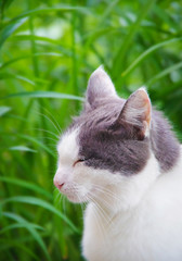 Fototapeta premium Street cat sitting in the grass