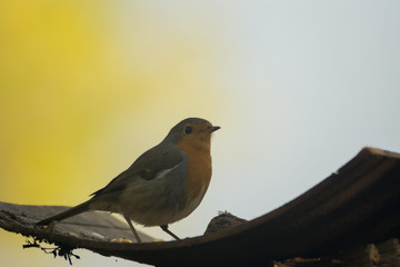 Robin eat to the manger