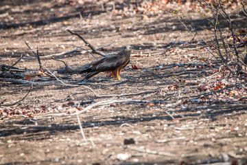 Yellow-billed kite eating a snake.