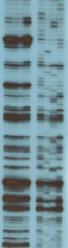 Analysis Of RNA Sequence By Gel Electrophoresis