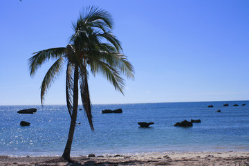 Palmera en playa de Cuba. Vacaciones en el Caribe