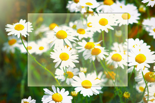 Fototapeta summer flowers camomile blossoms on meadow