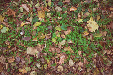 yellow autumn leaves