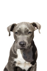 cute pit bull terrier puppy sitting on a white background.dog eyes.