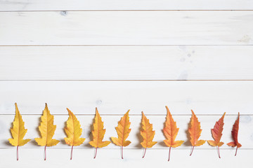 colorful maple leafs. color gradient from yellow to red. with co