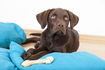 brown sweet labrador dog lying on pillows and eating a bone