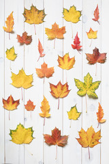 collection of colorful maple leafs