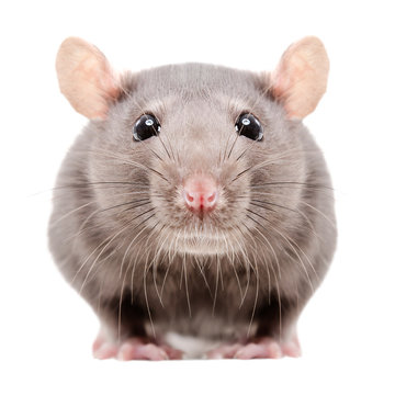 Portrait of a gray rat