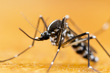 Asian Tiger Mosquito (Aedes albopictus)