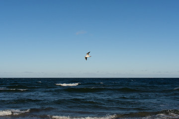 A Sunny autumn day at Baltic shore. Westerplatte peninsula.