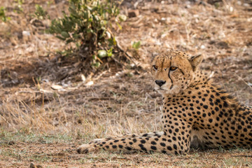 Cheetah starring in the Kruger.