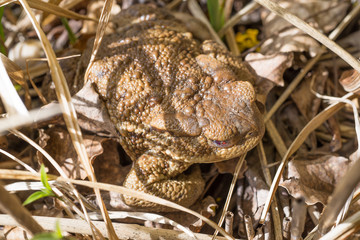 Kröte am Teichufer
