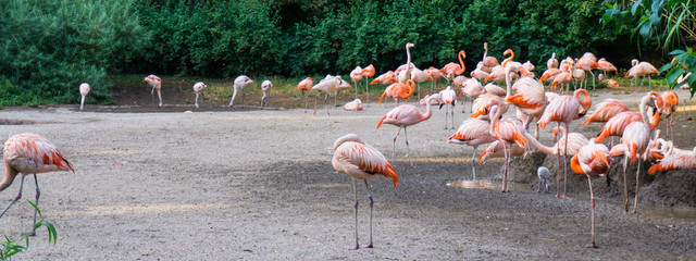 Obraz premium flamingos are standing zoo in Prague