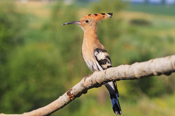 rare hoopoe sitting on a branch   background summer landscape