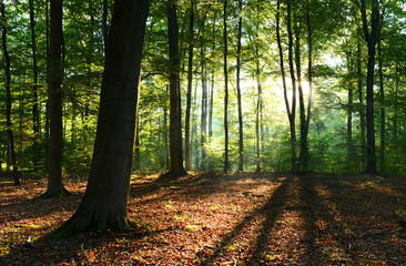 Fototapeta premium las