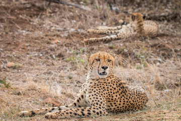 Two Cheetahs laying in the grass.