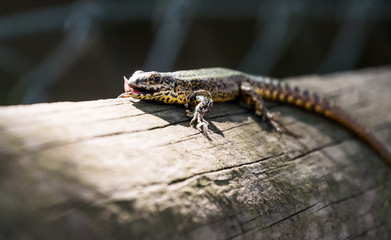 Licking Lizard
