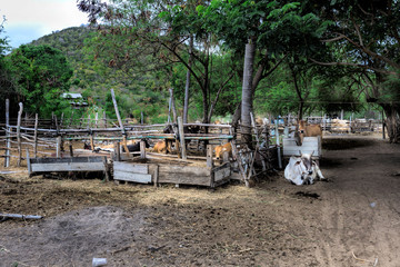 Fototapeta na wymiar Cattle farms of villagers