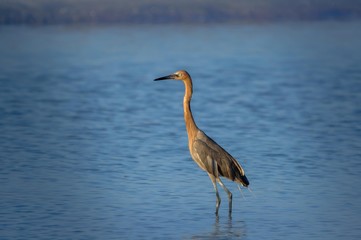 Tricoled heron fishing in the sea in Florida, USA.