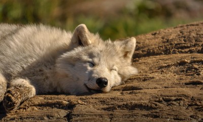 Arctic wolf relaxing in the sun. © Manuel Lacoste