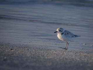 Snowy Plover at the beach in Florida, USA.
