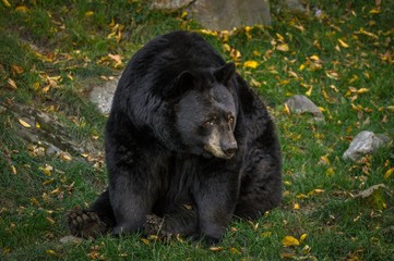 Black bear wondering what's going on.