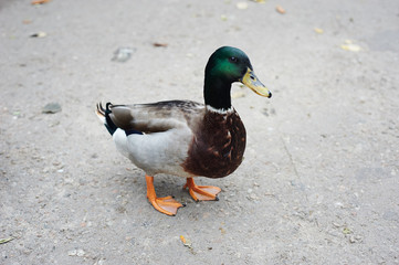 Beautifull colored duck walking on the zoo