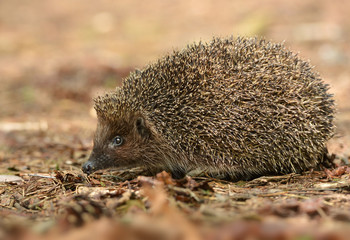hedgehog